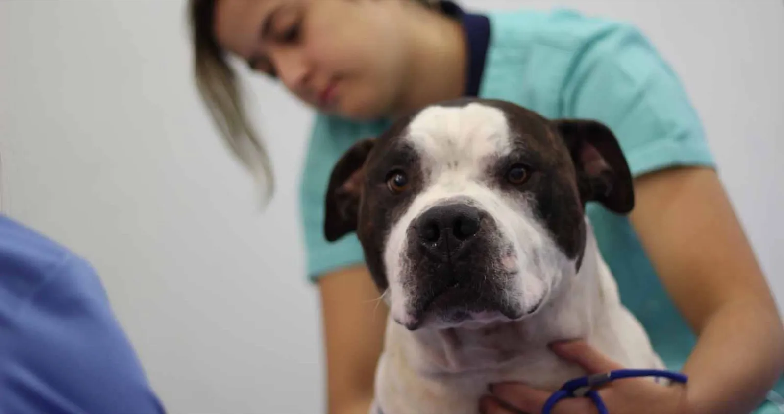 Condrosarcoma en la zona costal en un bulldog