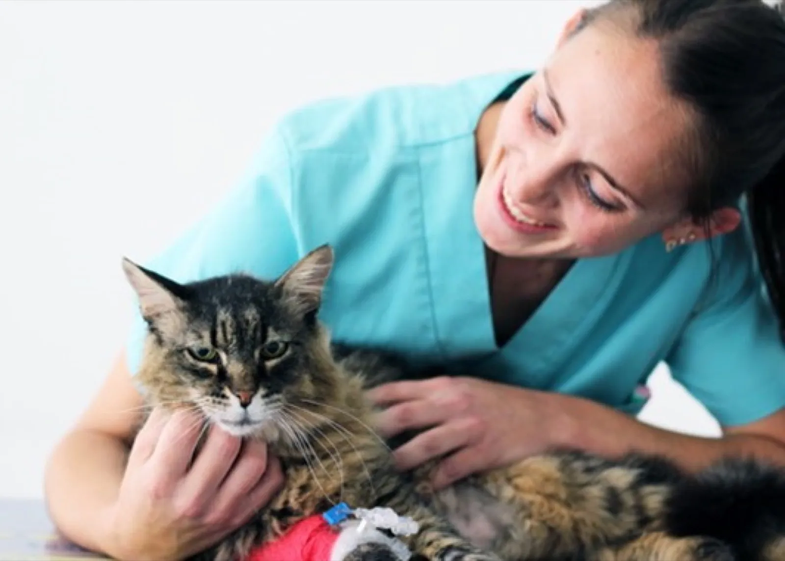 auna formacion veterinaria 3