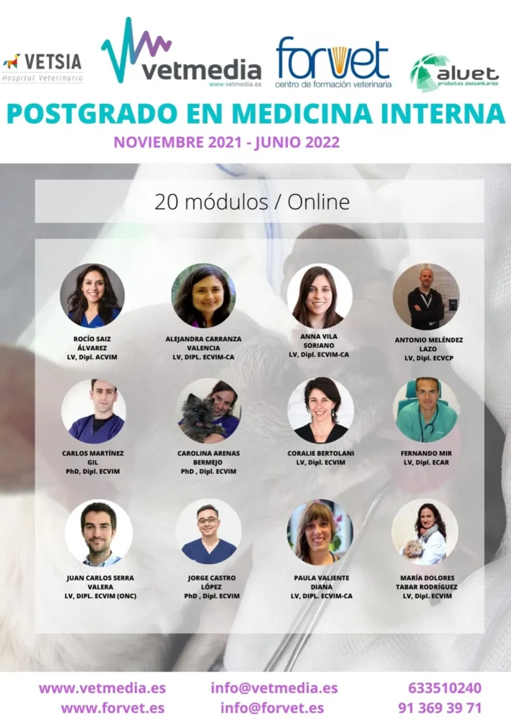 Cuenta atrás para el Postgrado en Medicina Interna de Vetmedia