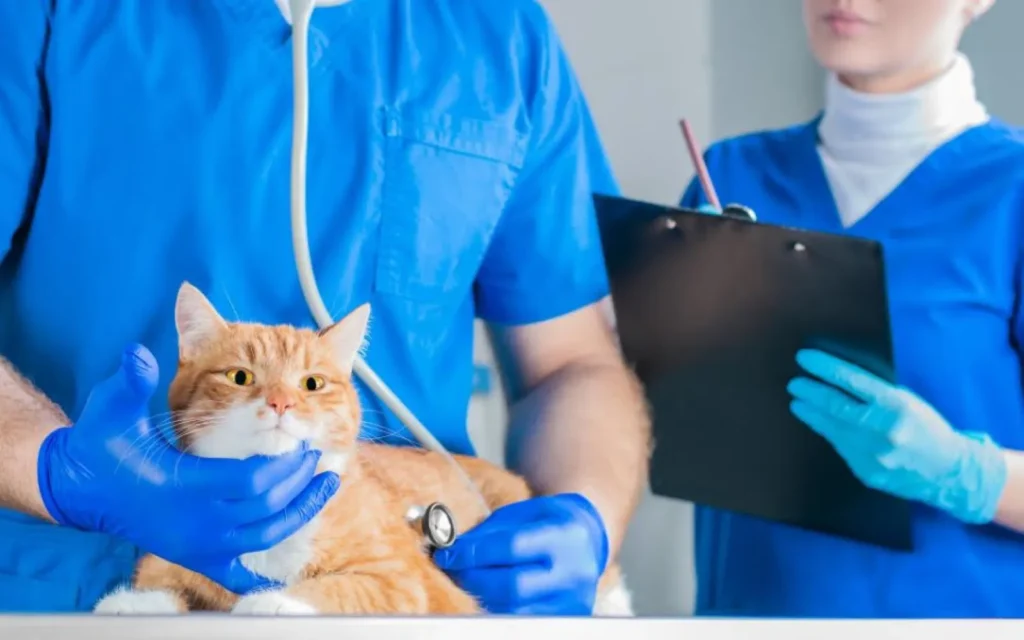 El Colegio de Veterinarios de Valencia radiografía la realidad del sector