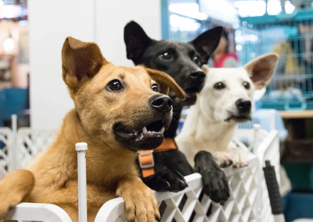 El confinamiento por Covid dispara las adopciones y compras de perros registradas por el RIVIA