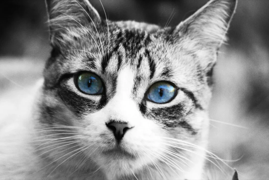 El posgrado en Traumatología de Pequeños Animales se adapta a las medidas Covid para ofrecer todas las garantías formativas