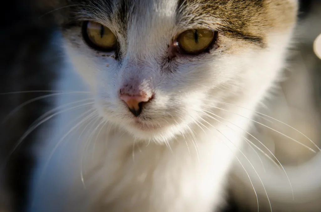 Nuestra apuesta por la formación en medicina felina se reafirma cada día